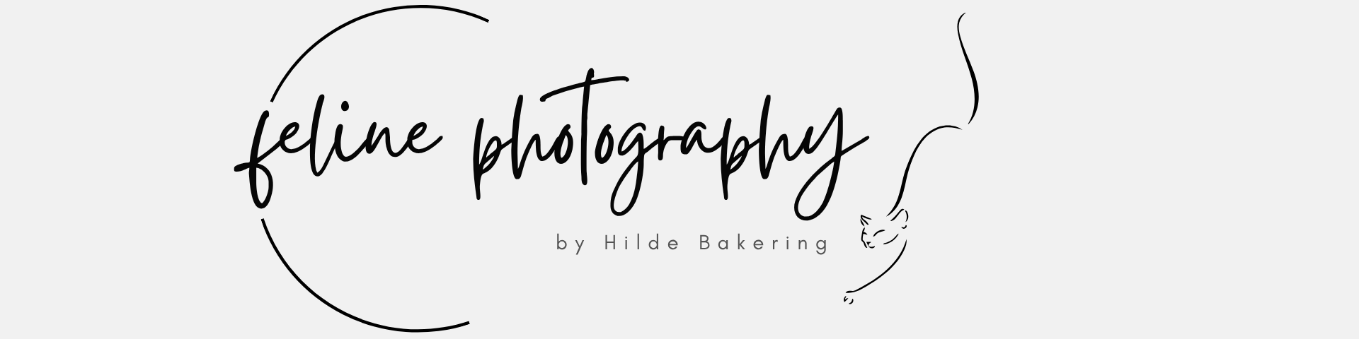 Feline Photography 